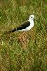 Echasse blanche  - golfe du Morbihan - Bretagne