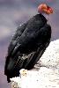 Condor de Californie - Grand canyon - USA