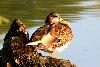 Canard colvert - tangs de Commelles - Oise