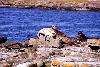 Phoques communs - les Shetland