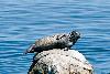 Phoque commun - Baie de Monterey - Californie